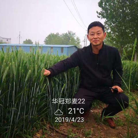 华冠郑麦22，高产大穗、中杆多抗新品种。嘉杰公司总经销