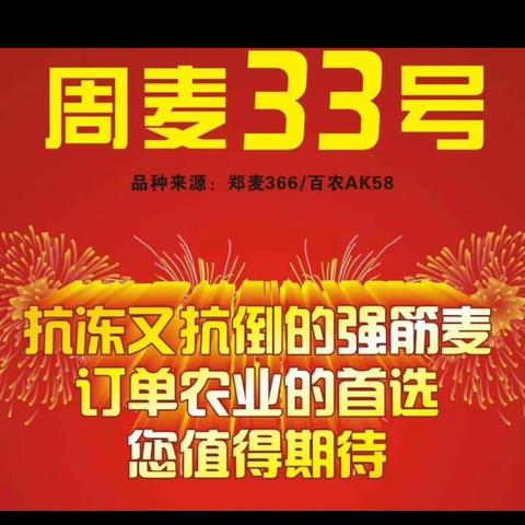 中种集团最新奉献：优质强筋小麦新品种周麦33  嘉杰公司总经销18955751888