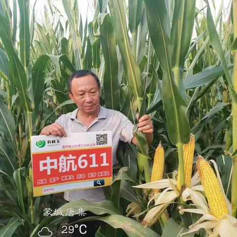 北京农科玉最新审定高产大穗玉米新品种：中航611，目前正在火爆招商中…18955751888