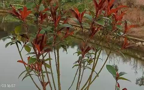 孤芳一隅·寒香