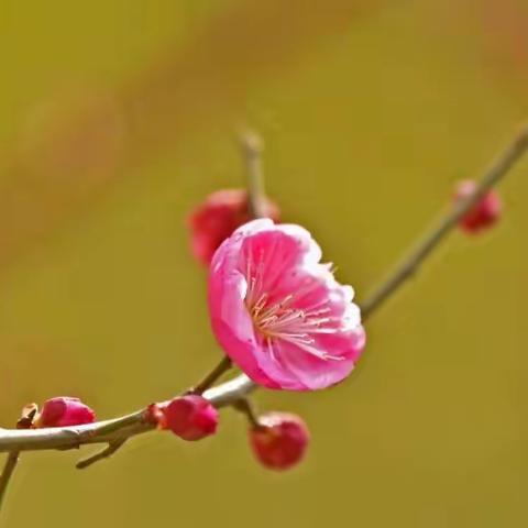 春节拍梅花