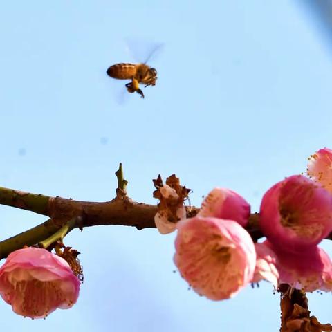 迎春探梅