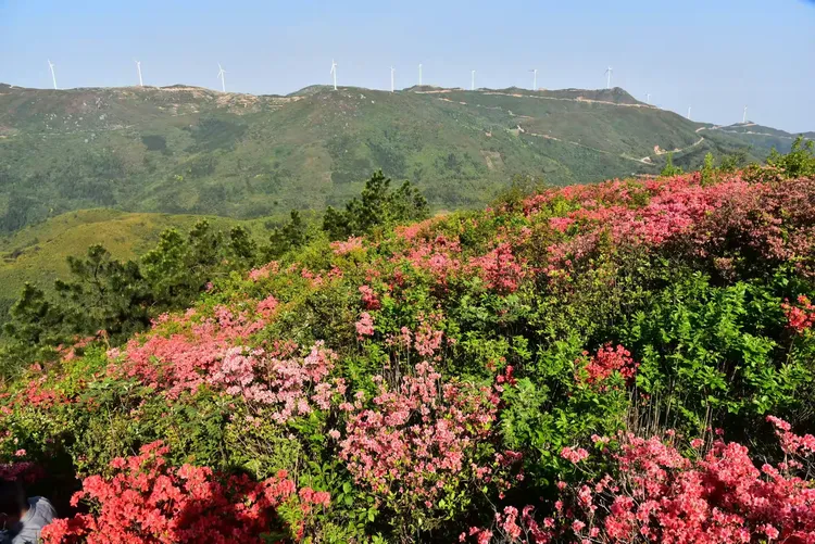 最美四月山花开