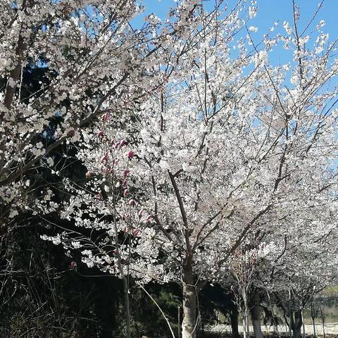 2019邹平樱花山