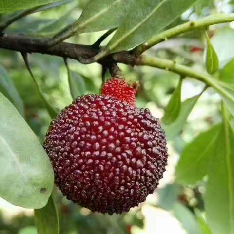 《西胪乌酥杨梅》