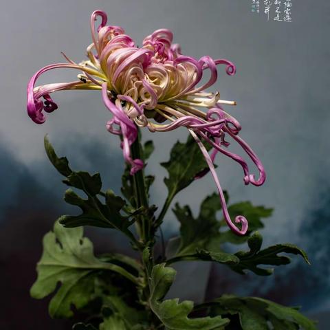 赏菊