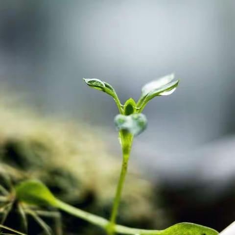 春雨润物，新梦启航——伍仁桥学区郭村小学开学第一课