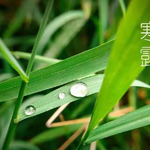 大三班——二十四节气《寒露》