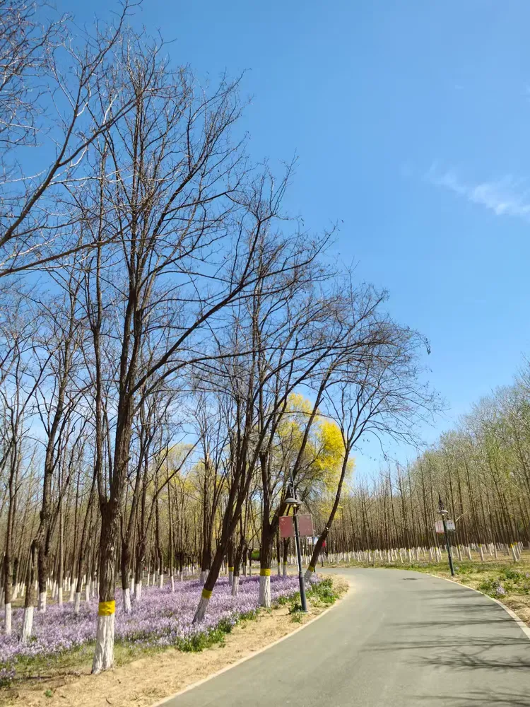 津北森林公园之春