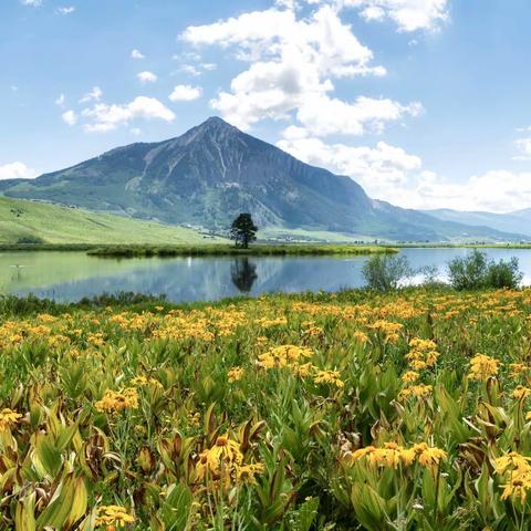 Crested Butte 的夏季野花