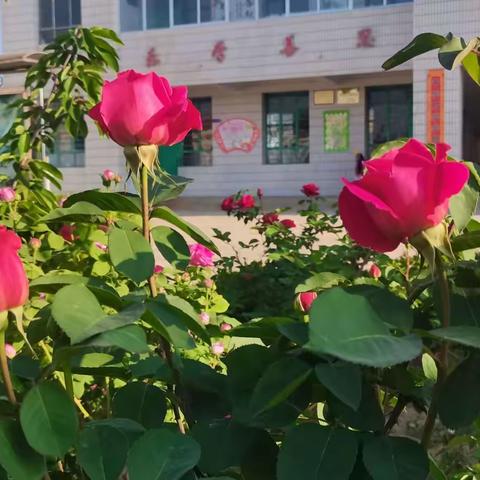 春满校园 花开疫散