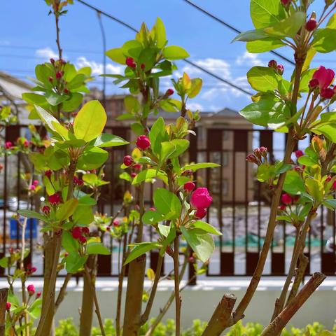 寻找幼儿园的春天——大一班 梅佳伊