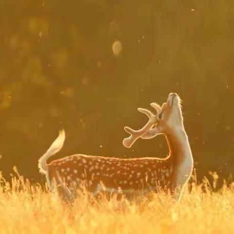 鹿过留痕，不负流年