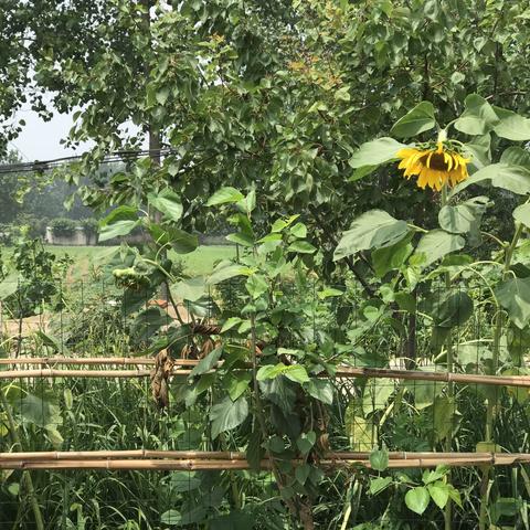 童年的夏日时光一直留在外婆家