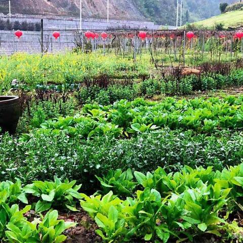 我有一方小院，我在小院里种花种菜