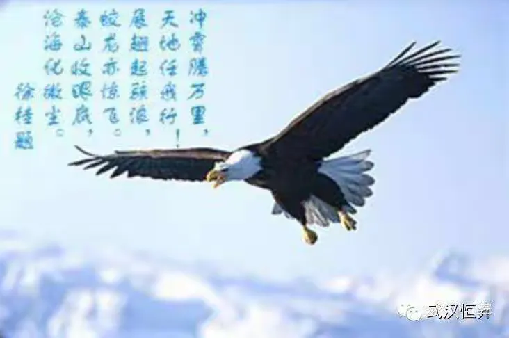 鹰的重生