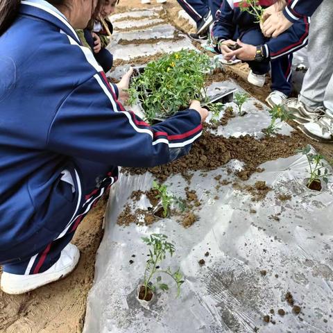 体验种植乐趣，感悟成长真谛