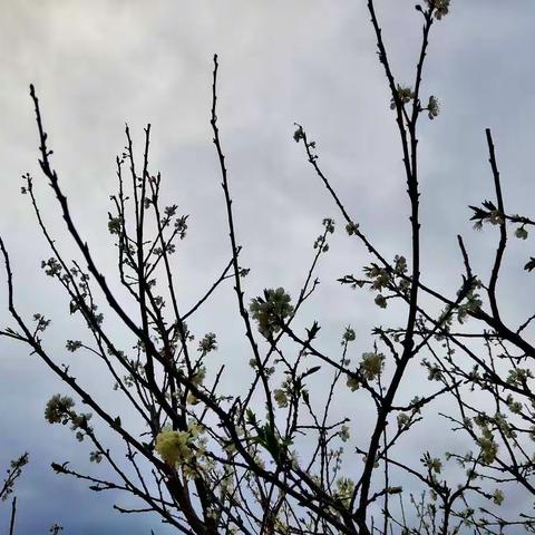 赏罢梅花赏李花