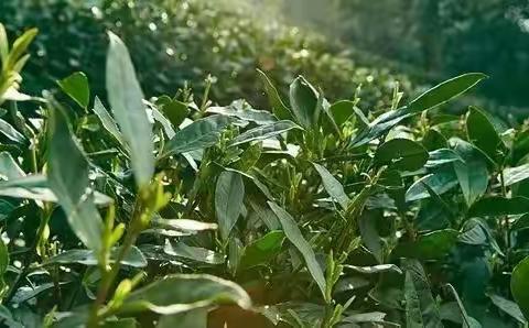 将往事煮成茶，从此清苦不为它