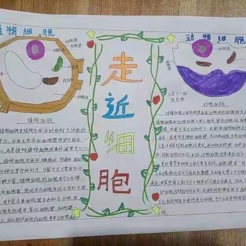 日新学校双减活动---生物作业展示