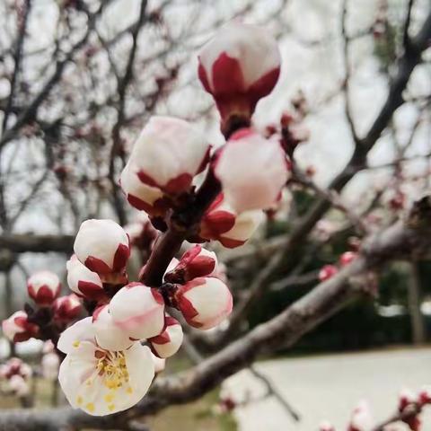 文化浸润心灵--博兴七中小学部参加省小学数学课堂研讨会