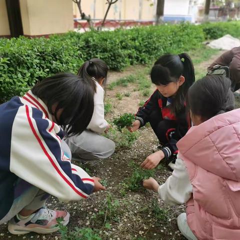 【梁召学区北丁务学校】朝饮木兰坠露，夕餐秋菊落英——记北丁务学校劳动实践课