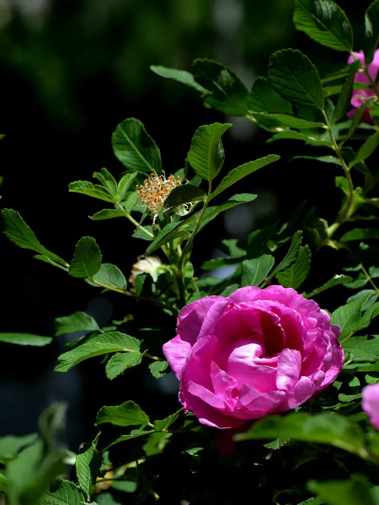 月季-蔷薇-玫瑰2