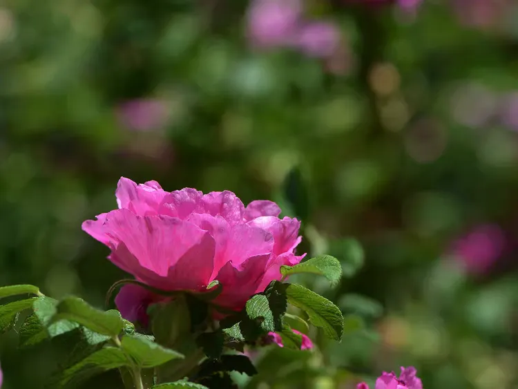 月季-蔷薇-玫瑰2