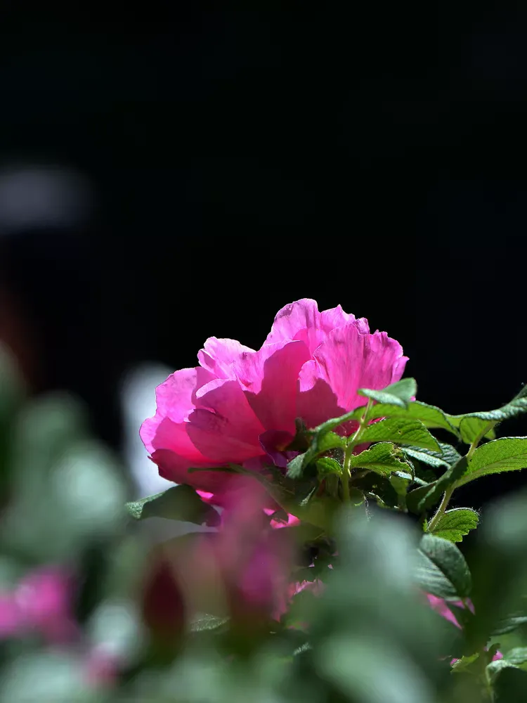 月季-蔷薇-玫瑰2