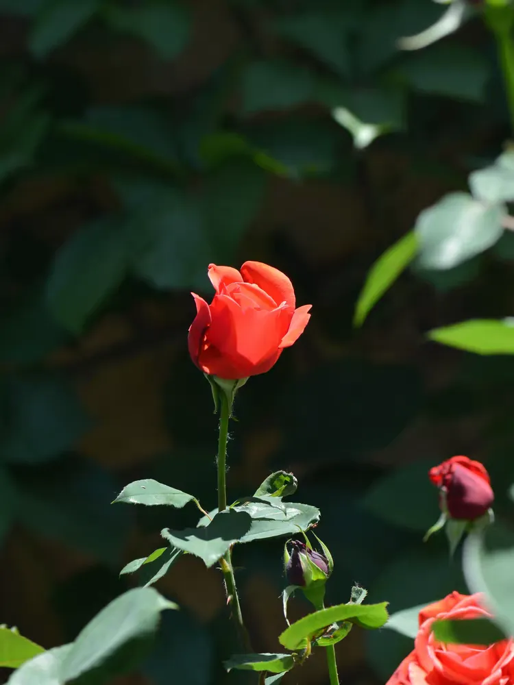 月季-蔷薇-玫瑰2