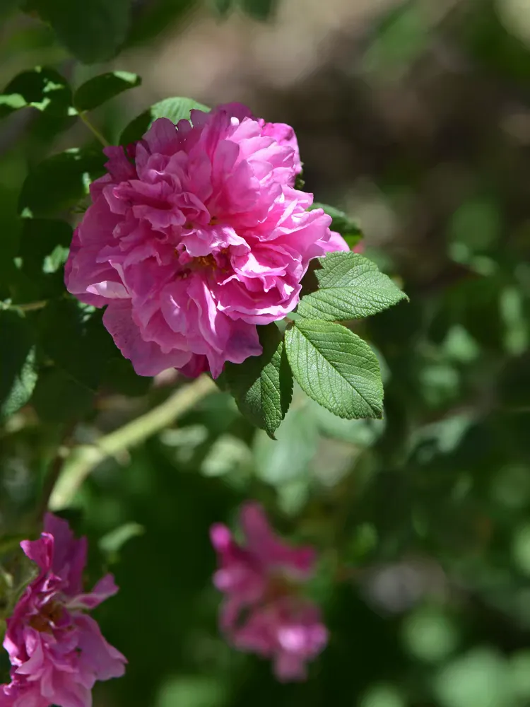 月季-蔷薇-玫瑰2