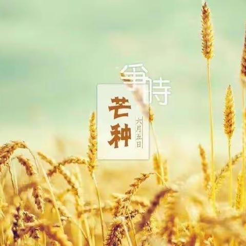 芒种忙，金麦翻浪；毕业季，未来可期——韩桥中心小学18周工作快讯