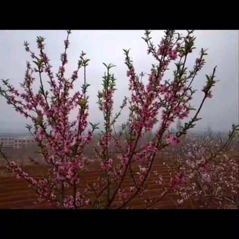 春游———感受春天的魅力，在大自然中汲取智慧