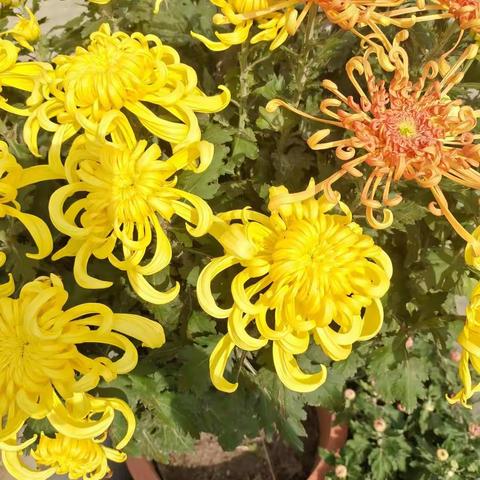 重阳节，赏菊饮酒