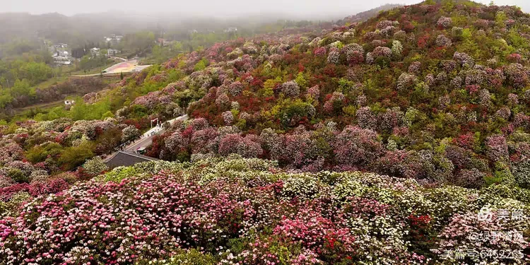 杜鹃花基地在什么地方