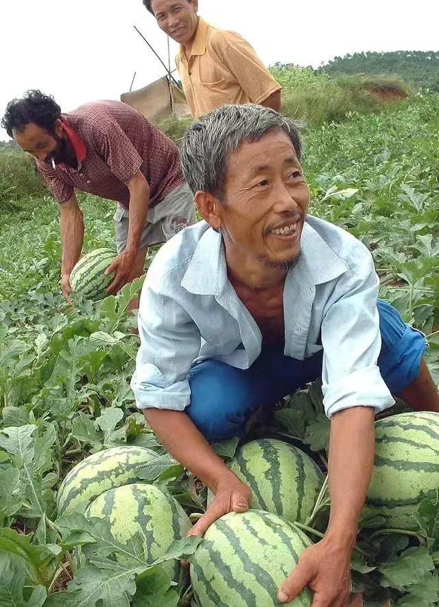 瓜田旧事,岁月长谣