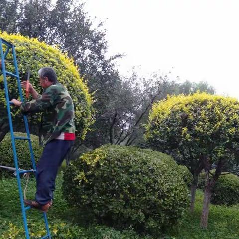 [园林局植保处]植保日常养护工作周报(8月30日—9月5日)