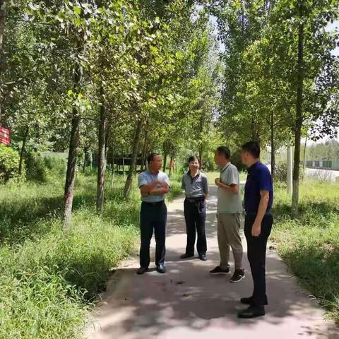 市森防站调研长安区美国白蛾监测防控工作