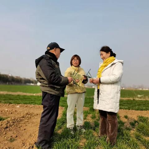 宝丰县农业农村局粪污全量还田循环利用试验小麦进行春季管理