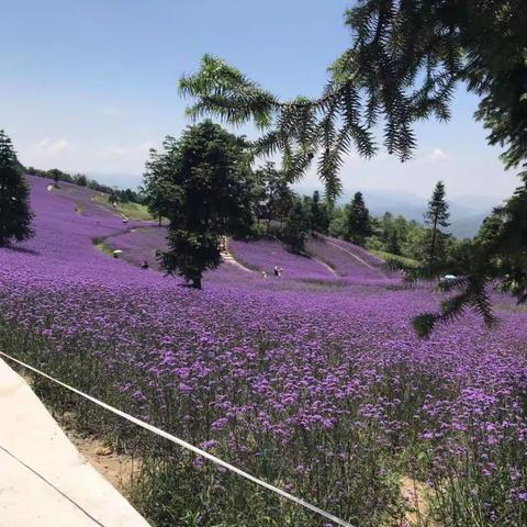 野三关森林花海丛林探险