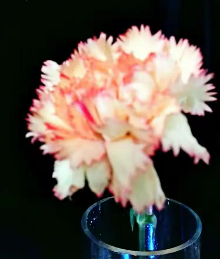 康乃馨花语——不朽的母爱