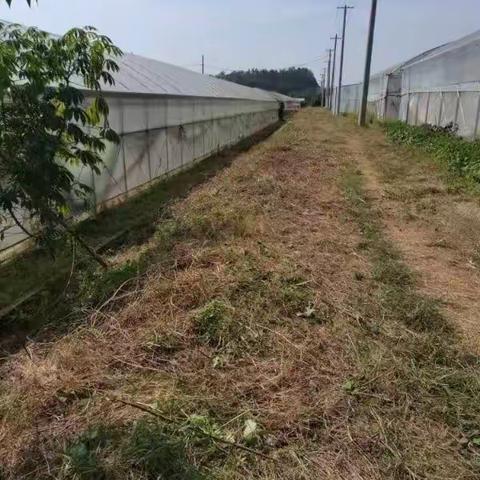 里泗村蔬菜基地环境卫生整治志活动