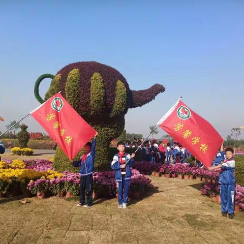 又是一年菊花香