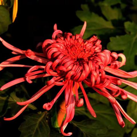 一年一度秋风劲，又到菊花烂漫时。