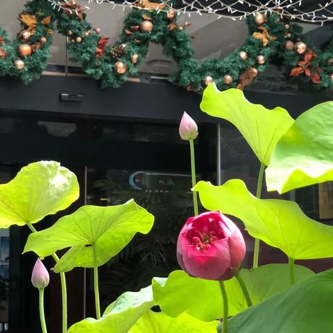 夏日悠悠静好•碗莲楚楚动人