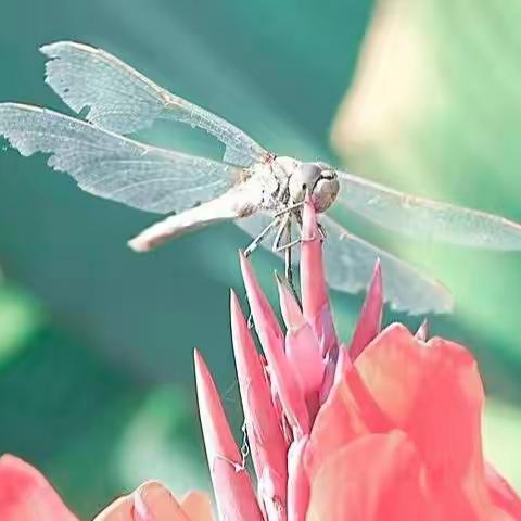 飞行王者蜻蜓——摄影：老曹