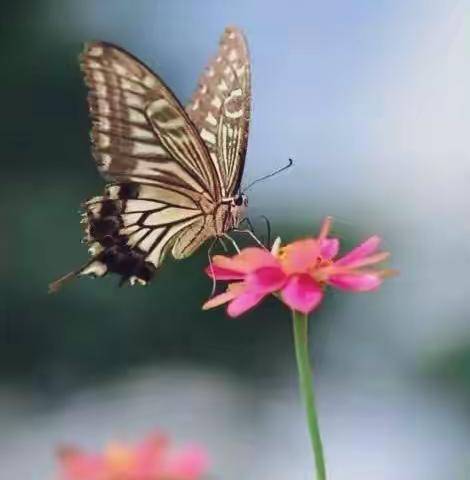 蝴蝶翅膀和身体上颜色丰富，形态各异的花纹图案，飞舞时给一种优雅美丽的感觉，蝴蝶恋花更加美丽漂亮