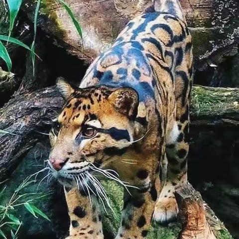 动物保护人人有责，人与动物和谐共存，特别是国家一级保护动物，大熊猫、老虎、金丝猴等，决不能贩卖捕杀和伤害