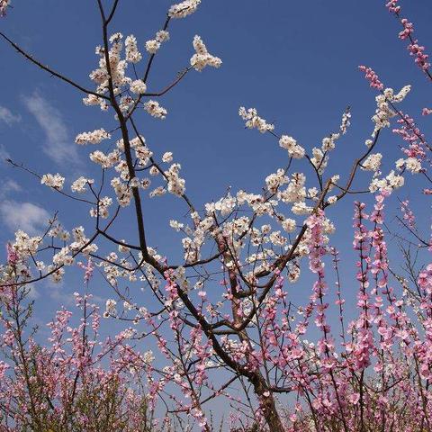 “全体教师共研学，百花齐放春满园”——费县探沂小学五年级语文教师参加市统编教材线上培训纪实