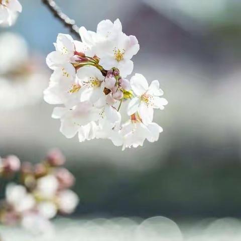 “春心莫共花争发，教学共研笑开颜”——费县探沂小学五年级语文教师参加统编教材第六单元备课指导活动